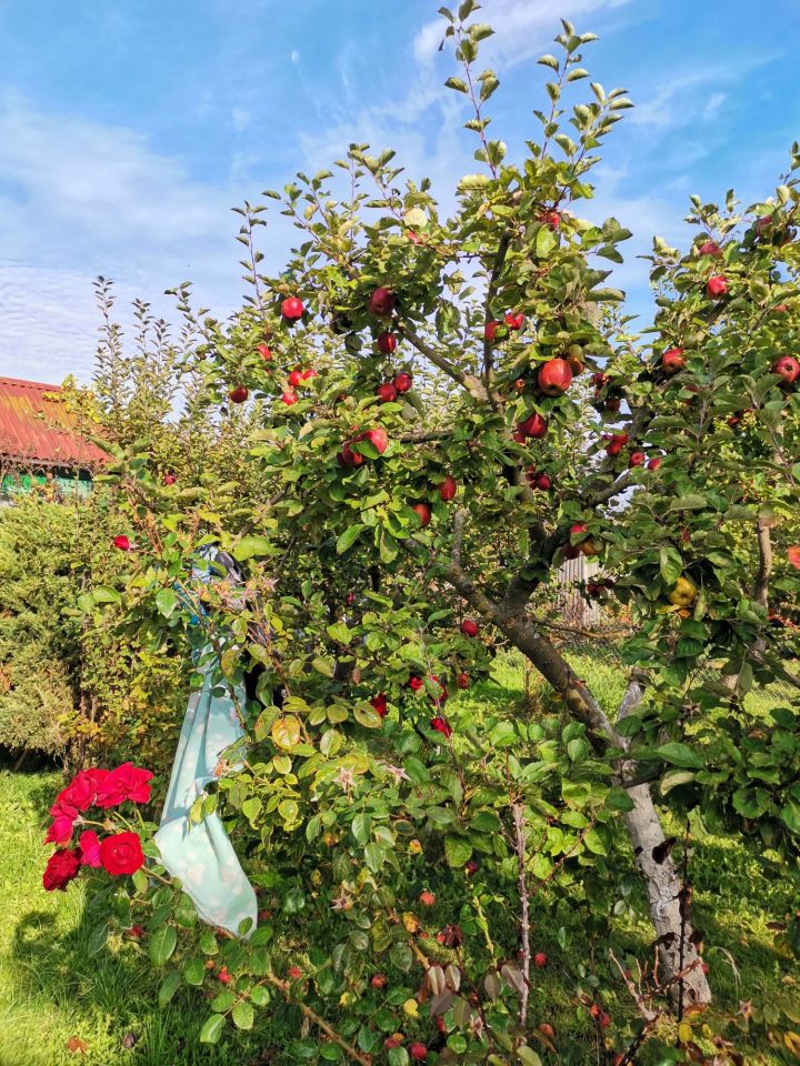 Działka rekreacyjna Świnoujście Paprotno, ul. Krzywa. Zdjęcie 8