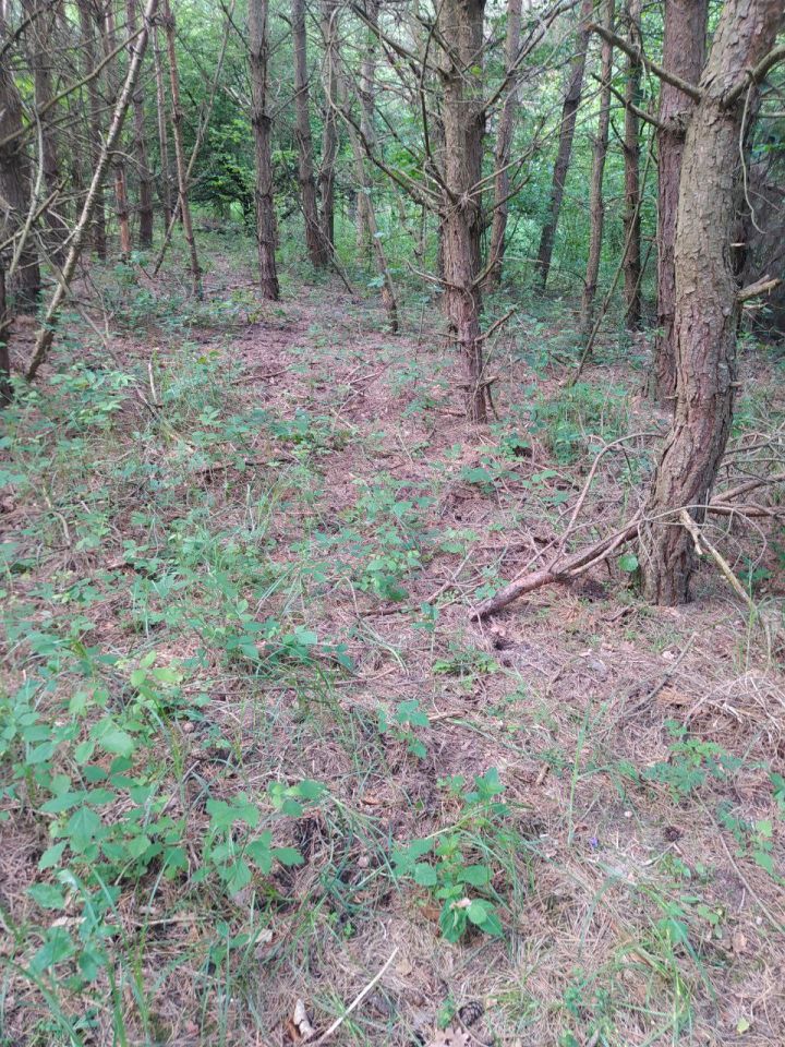 Działka budowlana Janopol. Zdjęcie 5