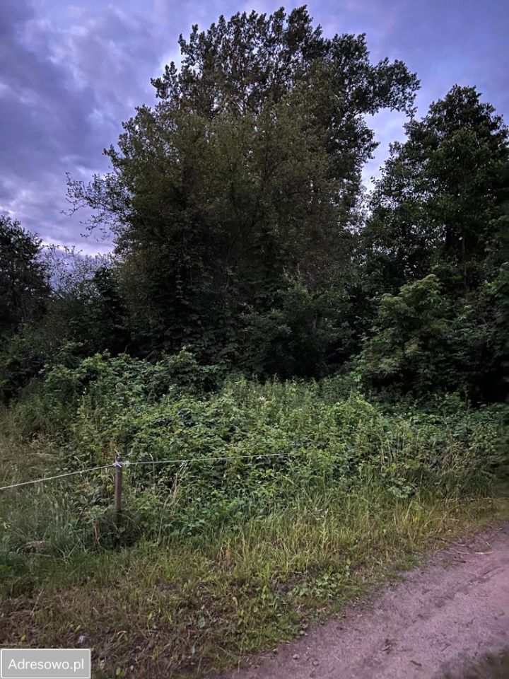 Działka rekreacyjna Morzyczyn-Włóki. Zdjęcie 4