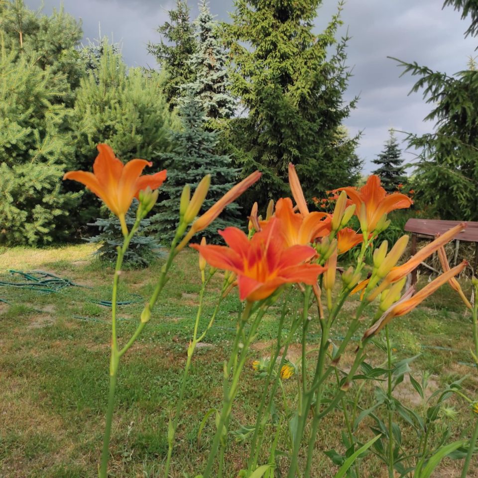 dom wolnostojący, 4 pokoje Sobanice. Zdjęcie 11