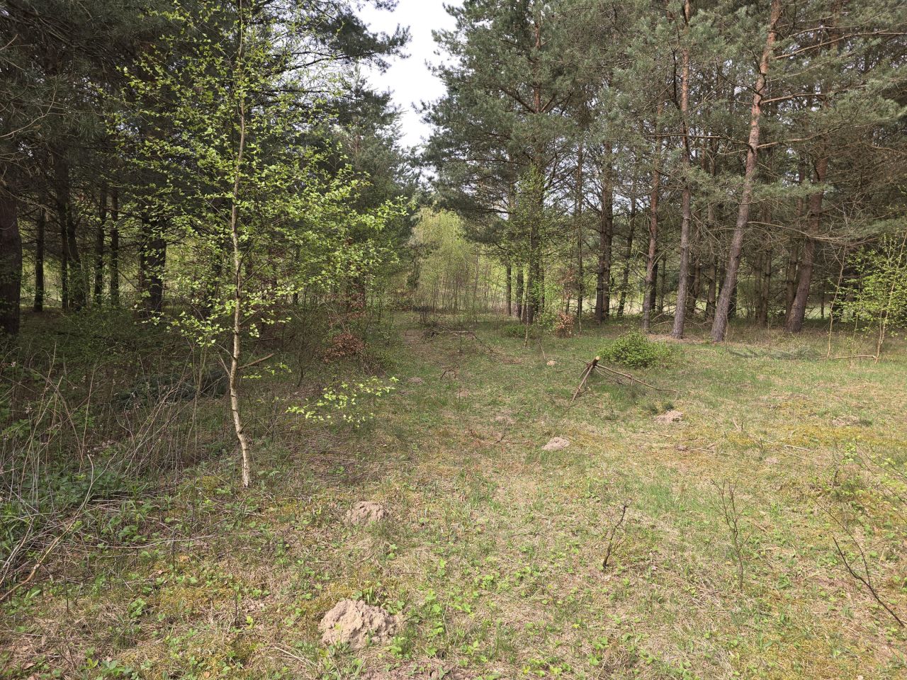 Działka leśna Ruś. Zdjęcie 8
