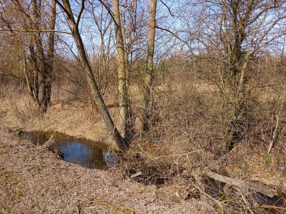 Działka siedliskowa Puszcza Mariańska. Zdjęcie 2