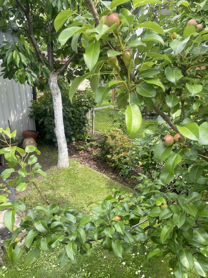 Działka rod Żory, ul. Okrężna. Zdjęcie 14