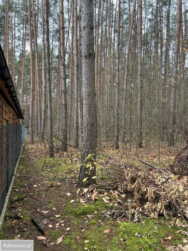 Działka leśna Adamów-Wieś, ul. Kaliny. Zdjęcie 7
