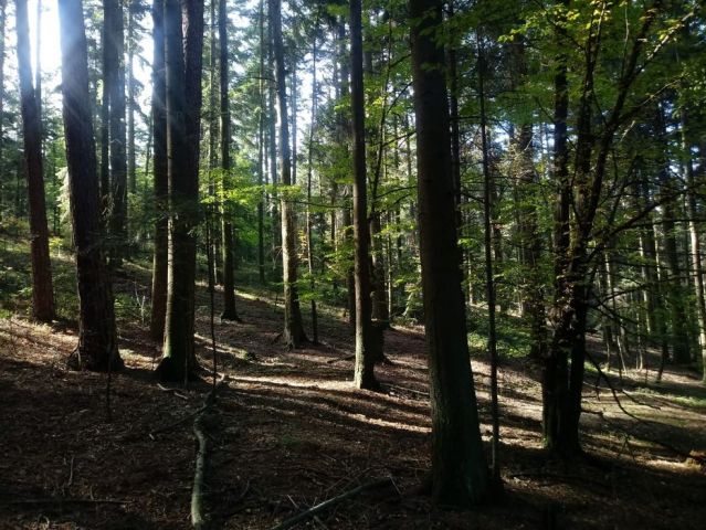 Działka leśna Krasne-Lasocice. Zdjęcie 1