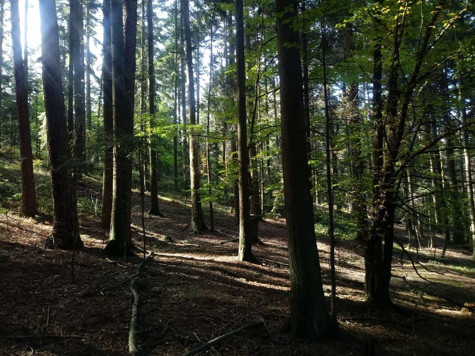 Działka leśna Krasne-Lasocice