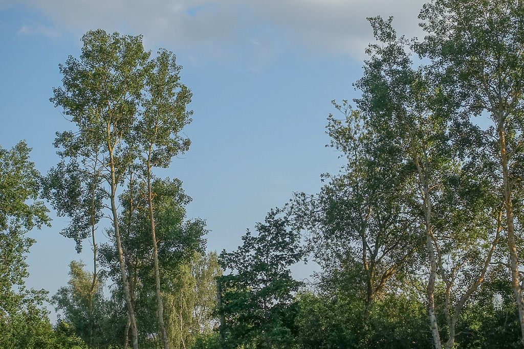 Działka budowlana Grzepnica. Zdjęcie 13