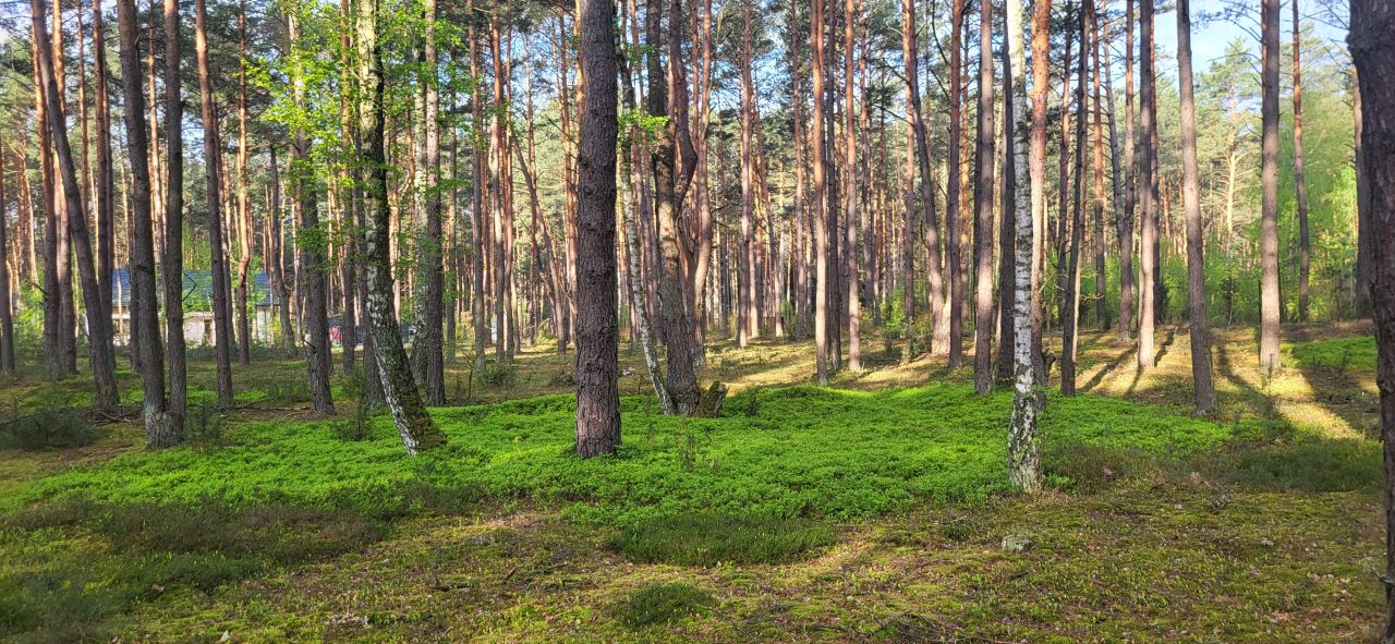 Działka leśna Popowo-Letnisko, al. Kamienna. Zdjęcie 9