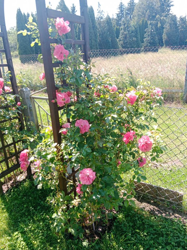 Działka rod Szczecin Krzekowo, ul. Waleriana Łukasińskiego. Zdjęcie 7