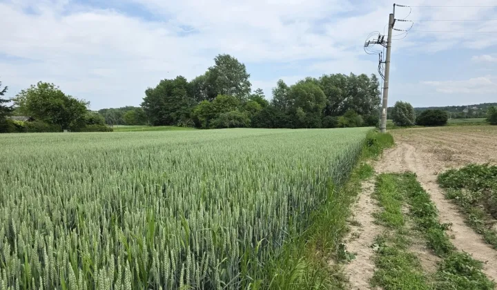 Działka budowlana Przeworsk, ul. Żurawia