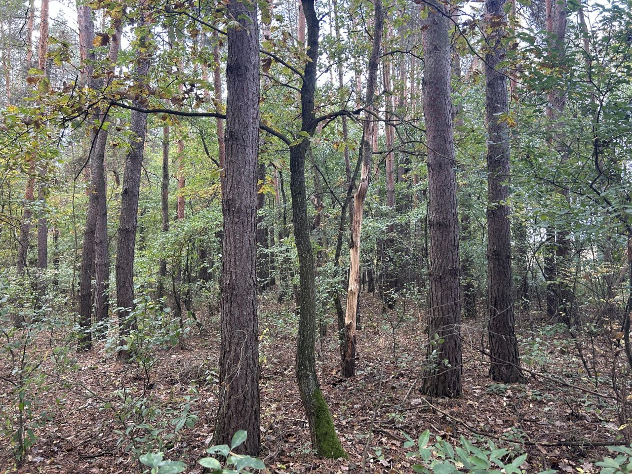 Działka leśna Strażnik. Zdjęcie 5