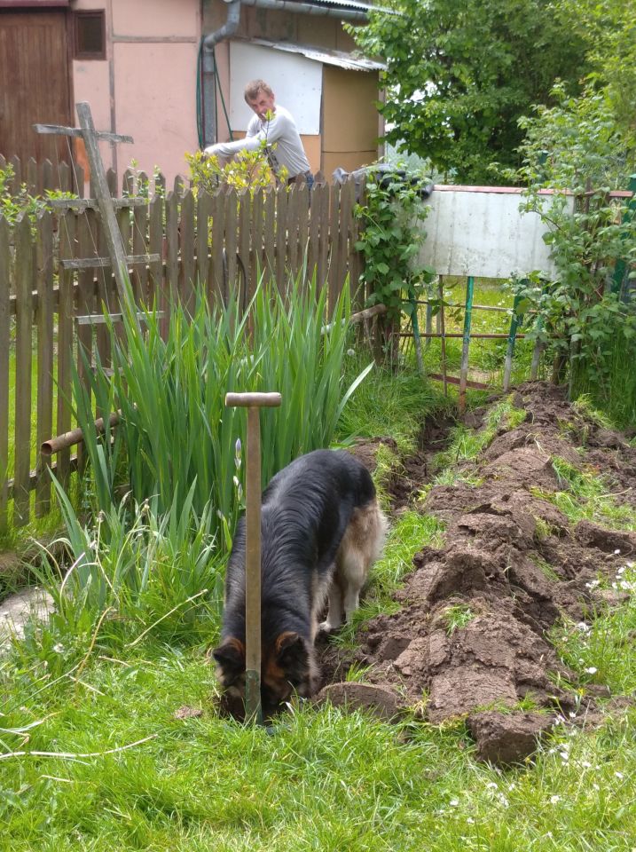 Działka rod Rzeszów Zalesie, al. Wyzwolenia. Zdjęcie 14