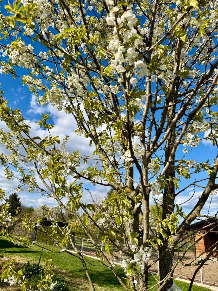 Działka rod Tarnów. Zdjęcie 3