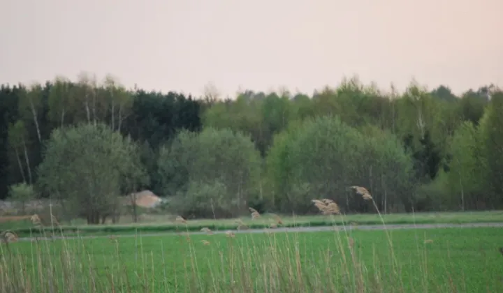 Działka budowlana Cyganka, ul. Szkolna