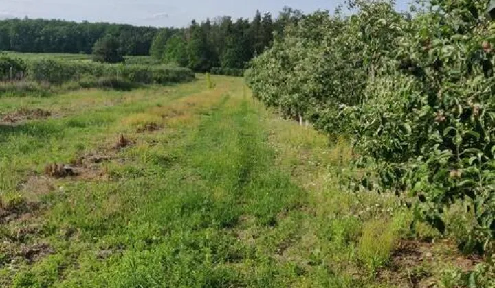 Działka rolna Wola Worowska