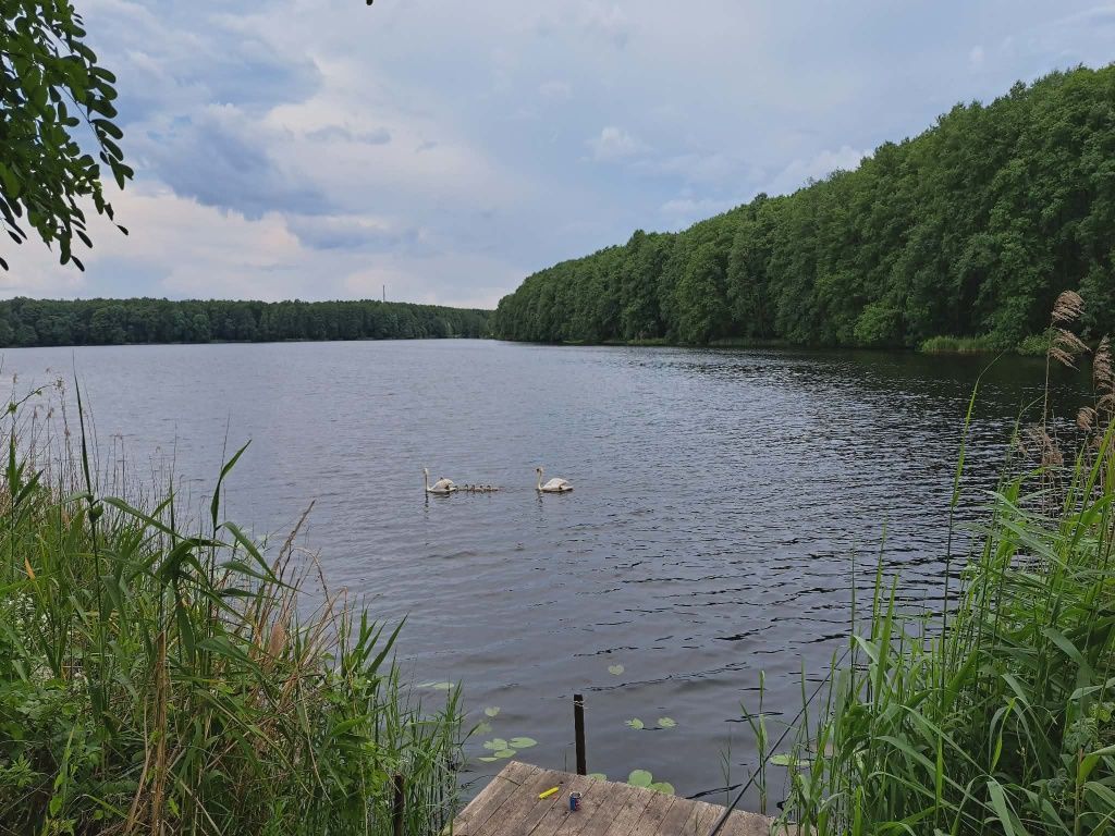 Działka rod Szczecin Centrum. Zdjęcie 2