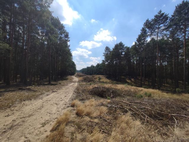 Działka leśna Słowik, ul. Brzozowa. Zdjęcie 5