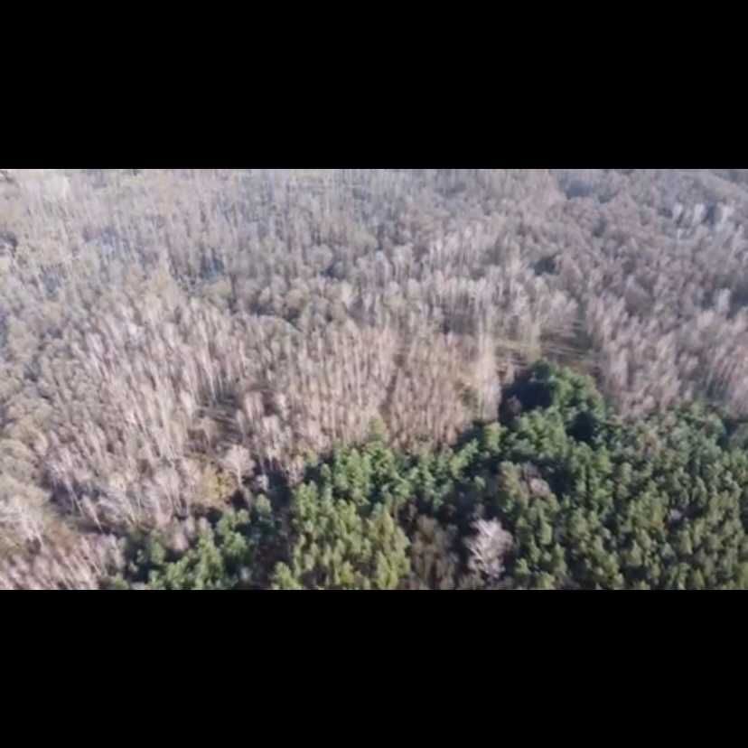 Działka leśna Gąsocin. Zdjęcie 4