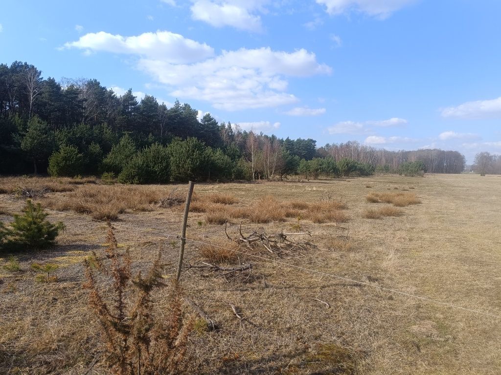 Działka rolno-budowlana Antoniew. Zdjęcie 3