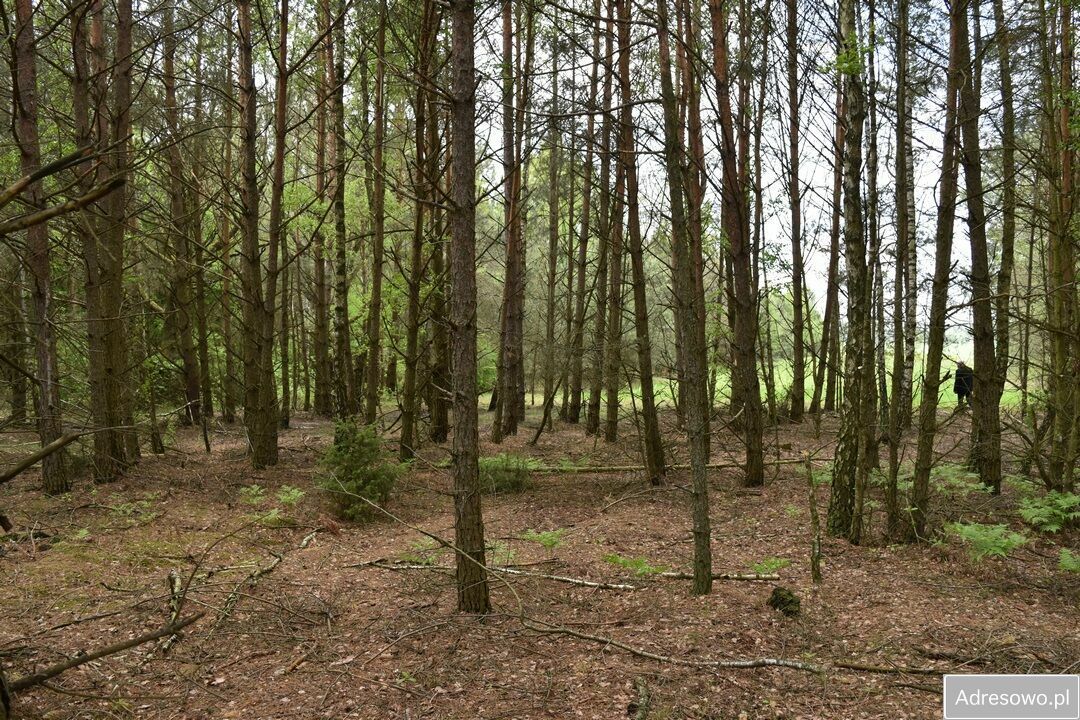 Działka rolna Pstrągi-Gniewoty. Zdjęcie 5