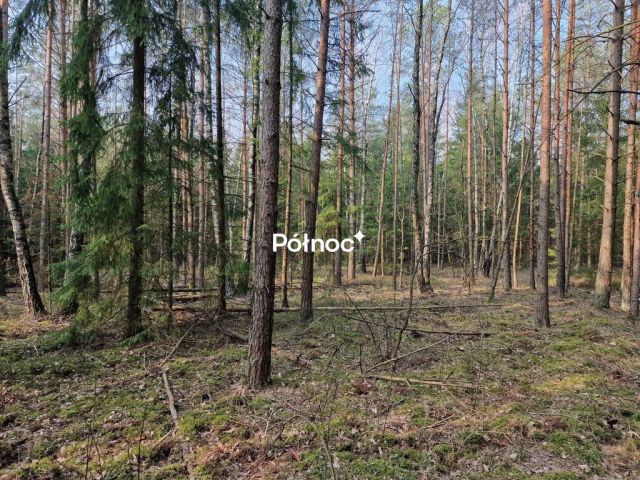 Działka leśna Poniklica. Zdjęcie 4
