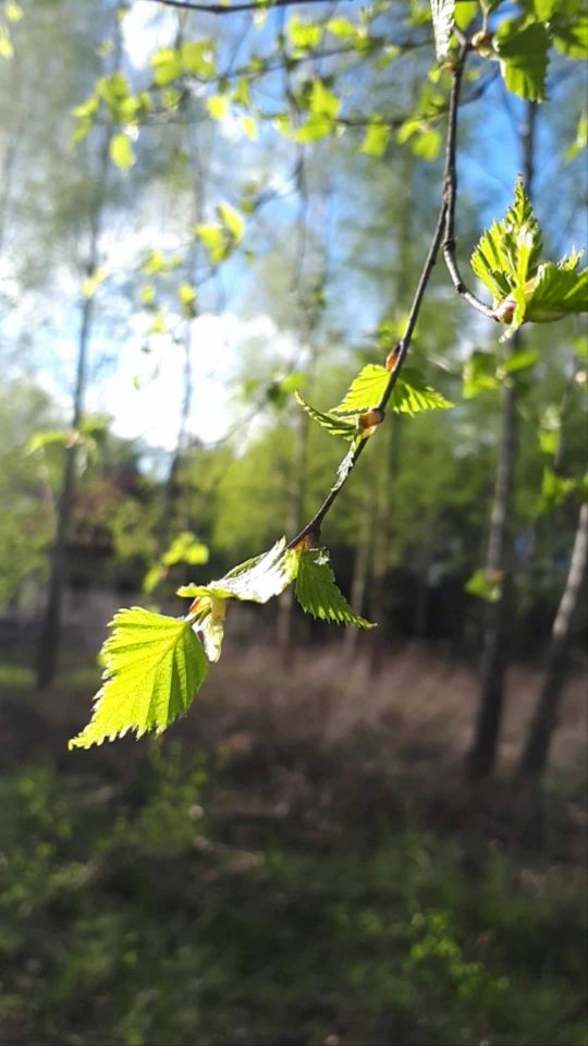 Działka budowlana Strzeniówka, ul. Jodłowa. Zdjęcie 4