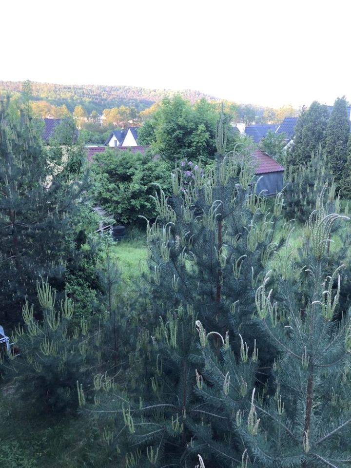 Działka budowlana Rumia, ul. Młyńska. Zdjęcie 3