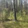 Działka leśna Wojciechów. Zdjęcie 4
