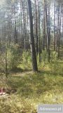 Działka leśna Wojciechów. Zdjęcie 3