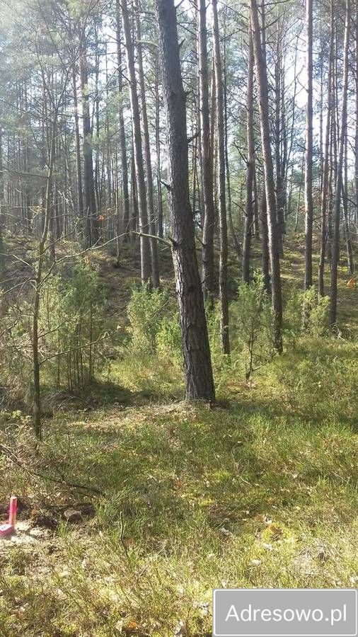 Działka leśna Wojciechów. Zdjęcie 4