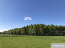 Działka leśna Werpol. Zdjęcie 1