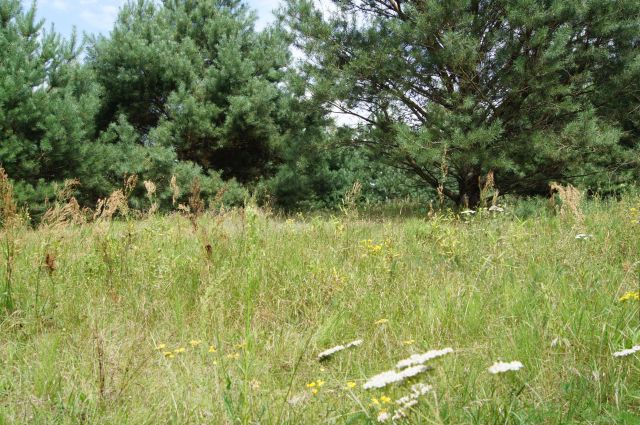 Działka siedliskowa Nagodów. Zdjęcie 1