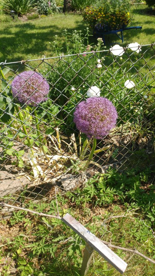 Działka rod Szczecin Warszewo, ul. Rostocka. Zdjęcie 5