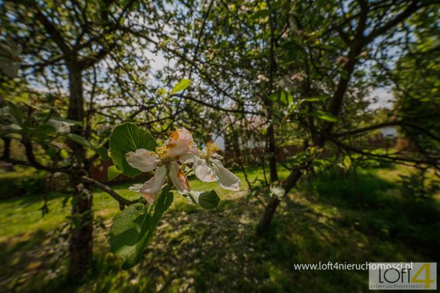 Działka rod Tarnów, ul. Grunwaldzka. Zdjęcie 11