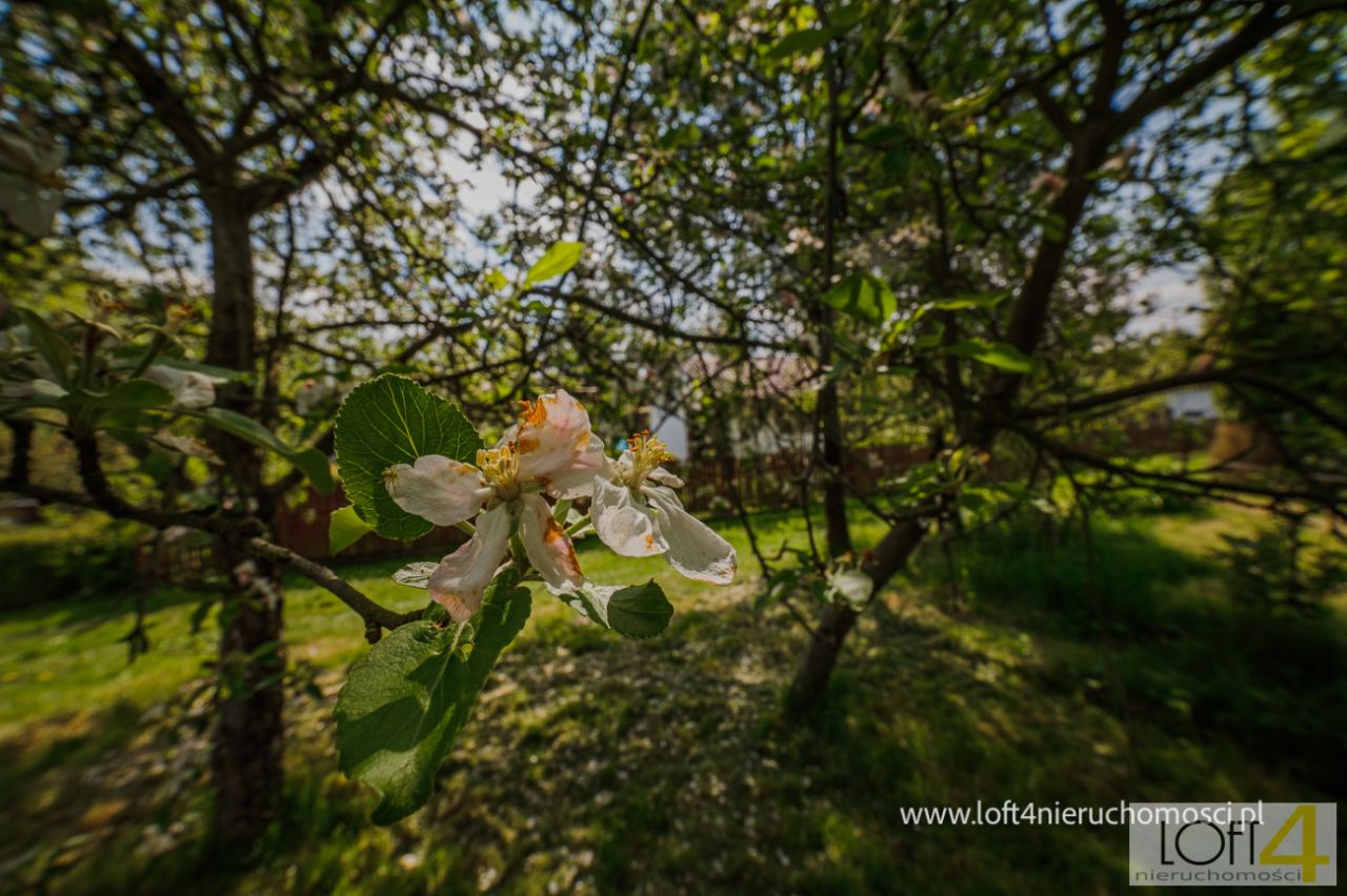 Działka rod Tarnów, ul. Grunwaldzka. Zdjęcie 11
