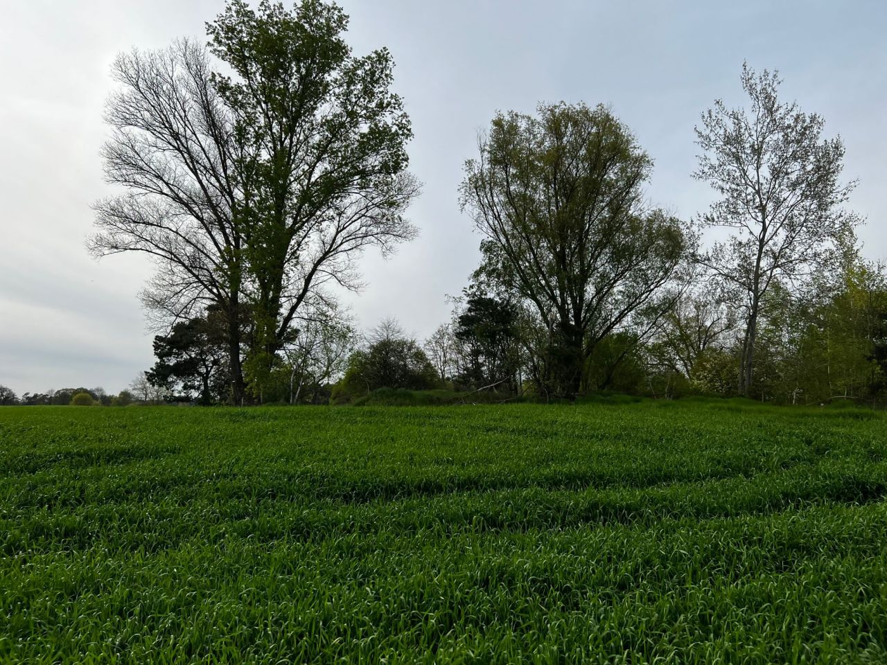 Działka rolna Kolsko, Kolsko. Zdjęcie 18