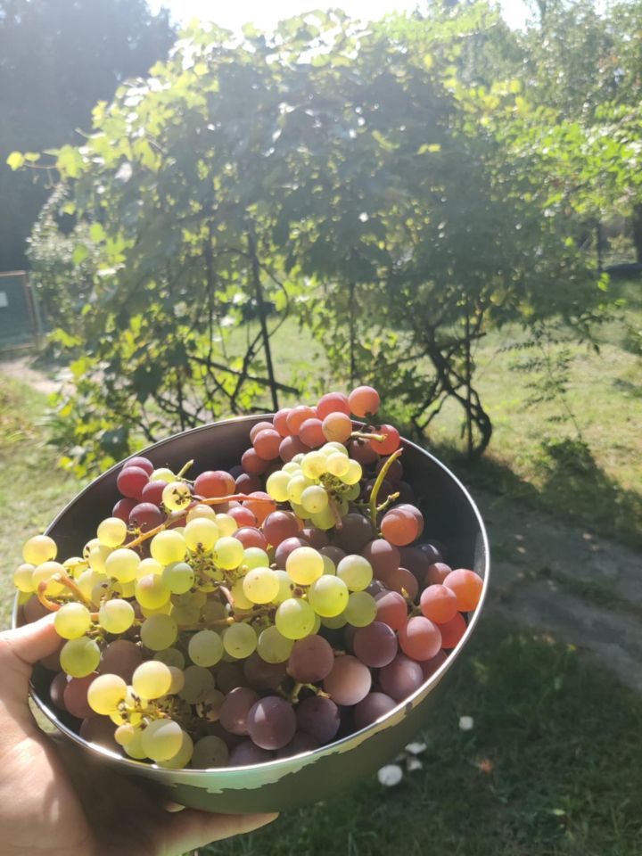 Działka rod Warszawa Włochy, ul. Paluch. Zdjęcie 11