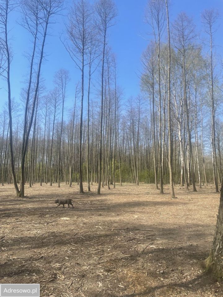 Działka budowlana Zaręby, ul. Kuropatwy. Zdjęcie 6