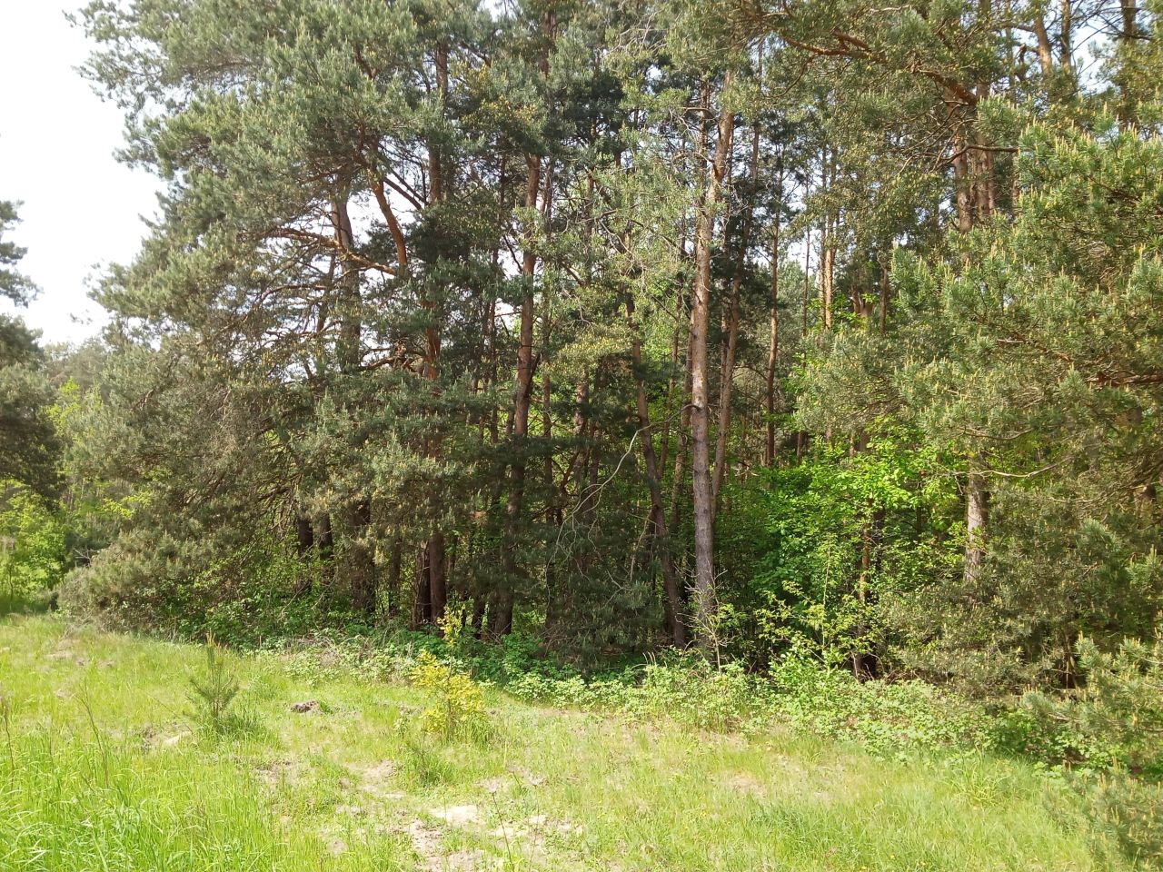 Działka Bieniewiec, ul. Barwna, bez pośrednika 1864 m2 307 560 zł