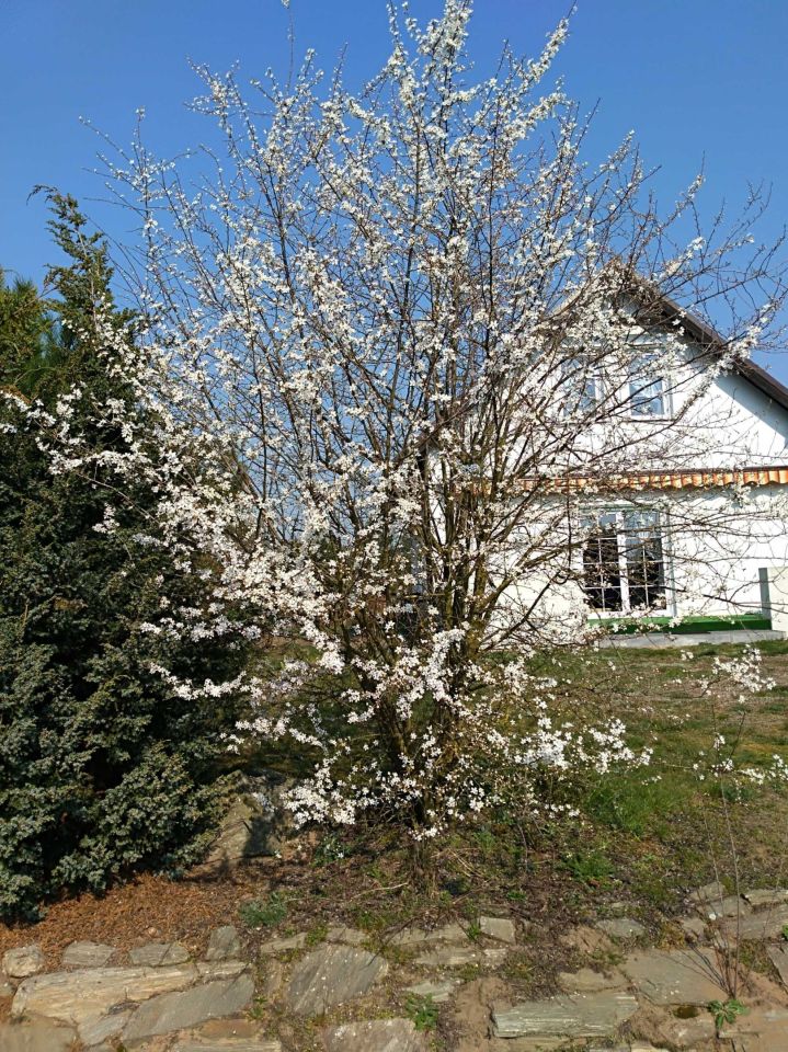 dom wolnostojący, 4 pokoje Chojno-Wieś