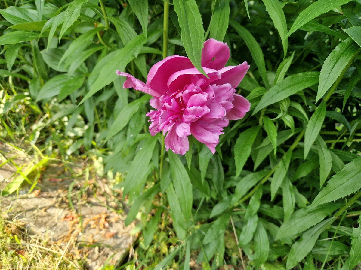 Działka rod Cieszyn. Zdjęcie 10