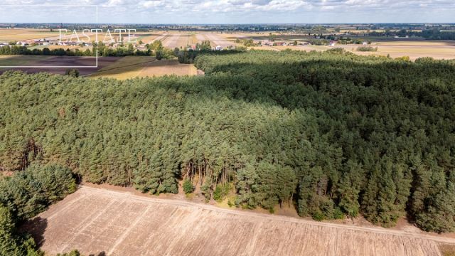 Działka leśna Maurzyce. Zdjęcie 3