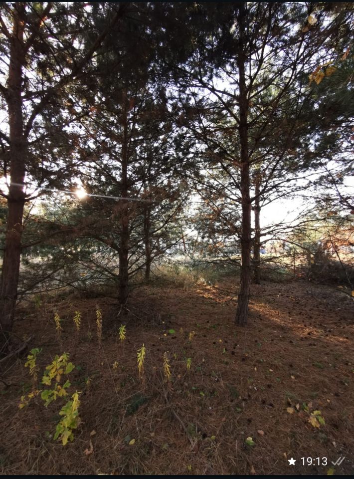 Działka budowlana Masłów, ul. Sosnowa. Zdjęcie 3