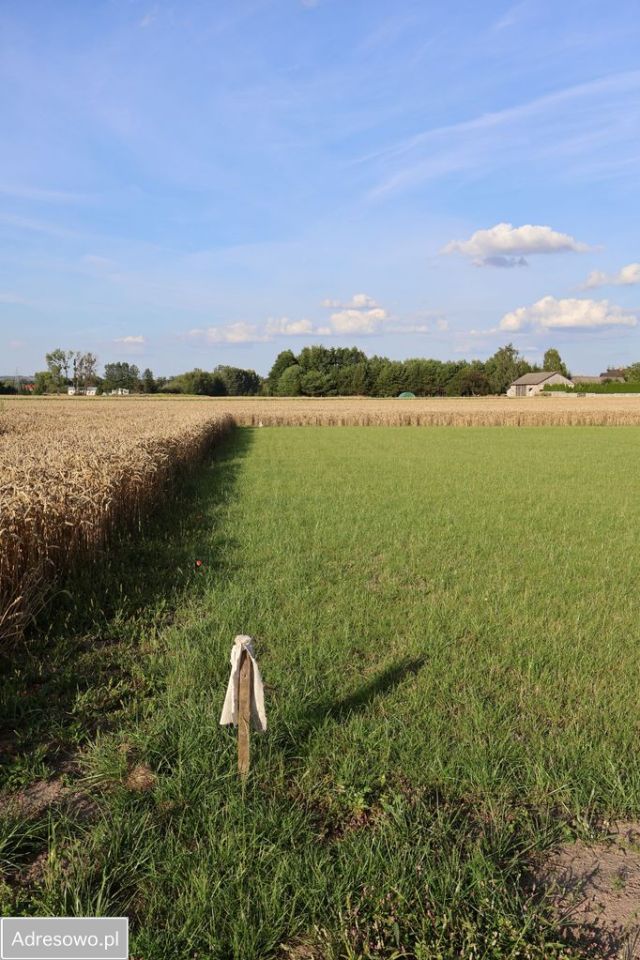 Działka budowlana Chyża. Zdjęcie 10