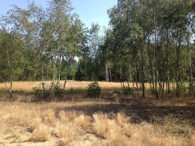 Działka budowlana Helenów. Zdjęcie 8