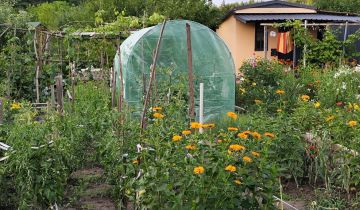 Działka rod Ostrowiec Świętokrzyski Kolonia Robotnicza, ul. Kolonia Robotnicza