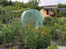 Działka rod Ostrowiec Świętokrzyski Kolonia Robotnicza, ul. Kolonia Robotnicza. Zdjęcie 1