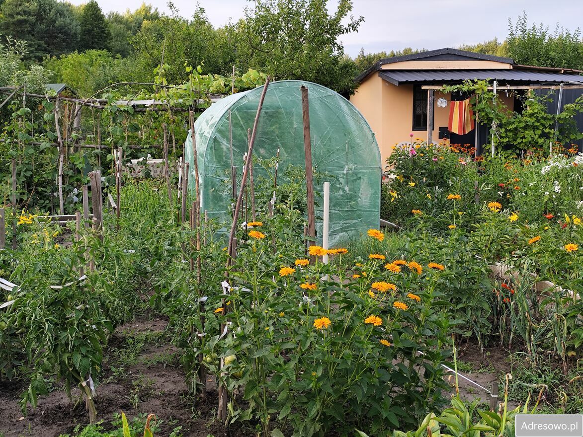 Działka rod Ostrowiec Świętokrzyski Kolonia Robotnicza, ul. Kolonia Robotnicza. Zdjęcie 2