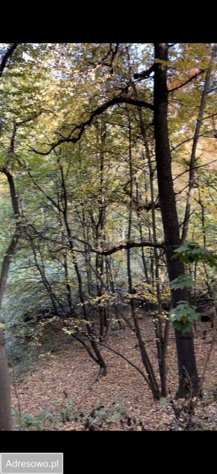 Działka Raciborsko. Zdjęcie 5