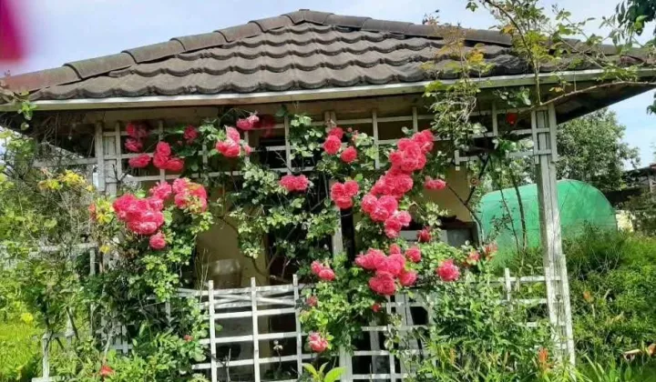 Działka rod Siemianice